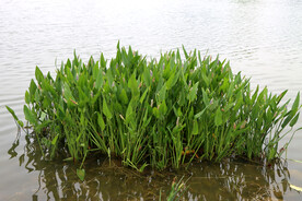 水草