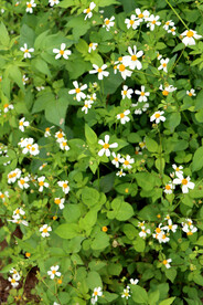 野菊花