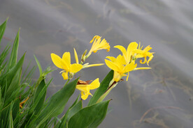 美人蕉花卉