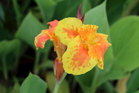 美人蕉花