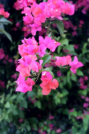 叶子花