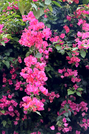 叶子花
