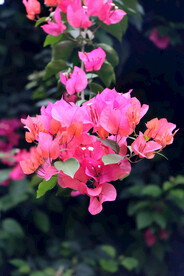 叶子花