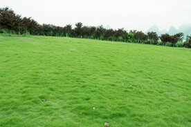 草坪
