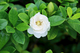 栀子花