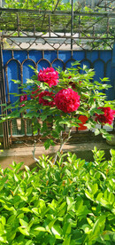 花中之王 牡丹