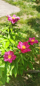 红色芍药