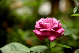 月季花