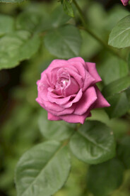 月季花