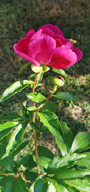 红芍药 小蜜蜂