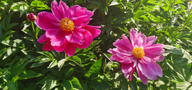 红色芍药