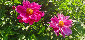 红色芍药