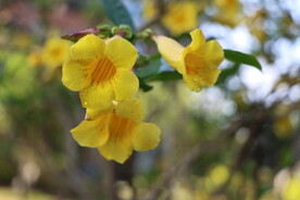 黄蝉花