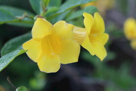 黄蝉花