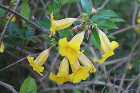 黄蝉花