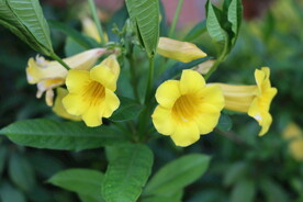 黄蝉花