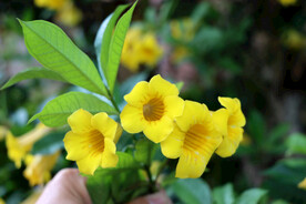 黄蝉花