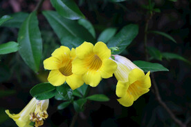 黄蝉花