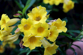 黄蝉花