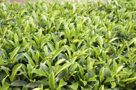 植物墙