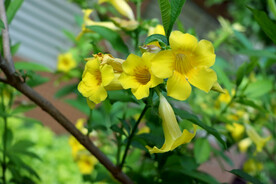 黄蝉花