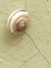 蜗牛