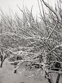 雪压树枝