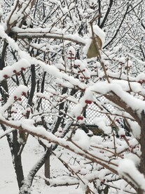 雪景 红果
