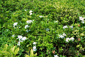 栀子花