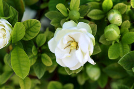 栀子花