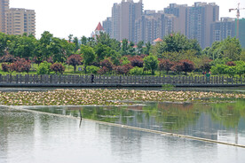 爱莲湖湿地公园风光