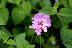 臭草花