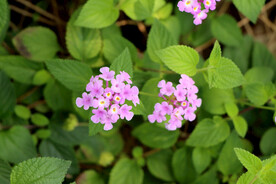 臭草花