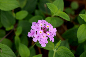 臭草花