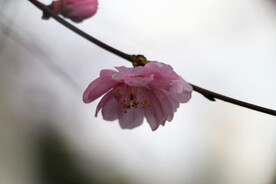 一枝花
