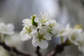白杏花