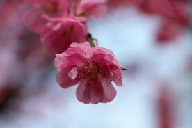一朵花