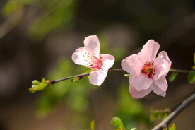 两朵花