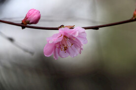 一朵花