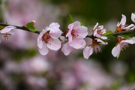 一枝花