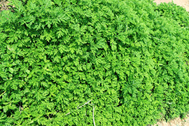 艾草