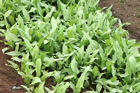 苦麦菜