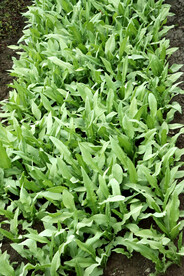  农家菜地种植中的苦麦菜