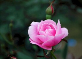 粉色的花