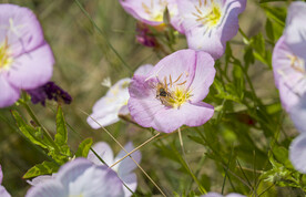 蜜蜂采花蜜