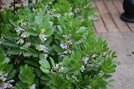 蚕豆花高清大图 