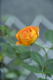 月季花