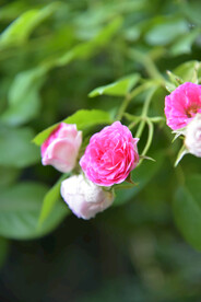 月季花