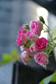 月季花