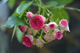 月季花